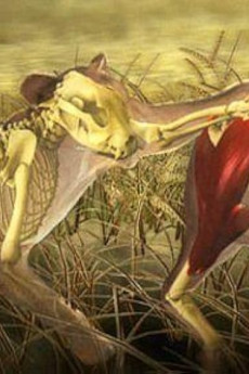 Nature Moment of Impact: Hunters and Herds