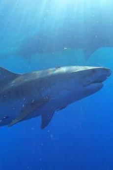 Nature Sharks of Hawaii