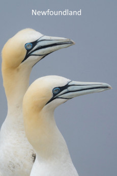 Newfoundland (2025) - Watch Online in HD